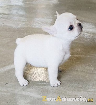 cachorros bulldog frances blanco